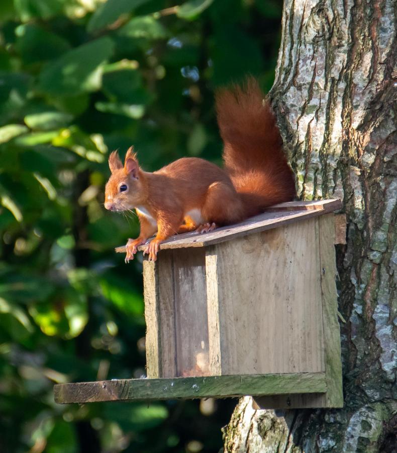 Red Squirrel Holiday Home In The Countryside, 10 Mins To Lligwy Beach Llandyfrydog المظهر الخارجي الصورة